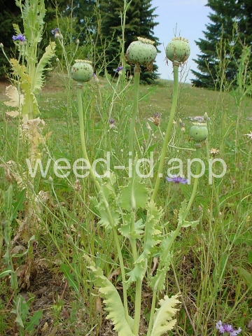 poppy, opium